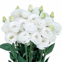 Насіння еустоми великоквіткової махрової Розіта F1 pure white 5 драже