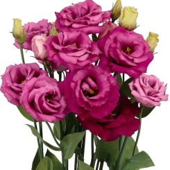 Насіння еустоми великоквіткової махрової Розіта F1 purple rose 5 драже