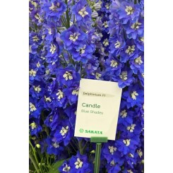 Семена дельфиниума Кенделл F1 blue shades3 шт.