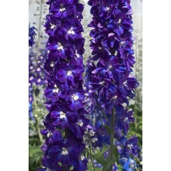 Семена дельфиниума Кенделл F1 violet shades3 шт.