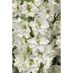 Семена дельфиниума Кенделл F1 white shades3 шт.