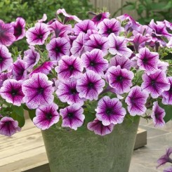 Семена петунии ампельной Опера Суприм F1 purple vein 3 драже