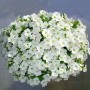 Семена петунии ампельной Опера Суприм F1 white 3 драже