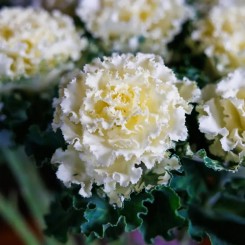 Семена капуста декоративная Крейн Раффл F1 white 5 шт.