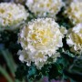 Семена капуста декоративная Крейн Раффл F1 white 5 шт.