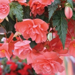 Семена Бегония клубневая ампельной Иллюминейшен F1 salmon pink 10 драже