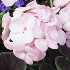 Насіння пеларгонії садової БуллзАй F1 light pink 3шт.