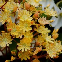 Насіння Левізія туполиста Elіse golden yellow 5шт.